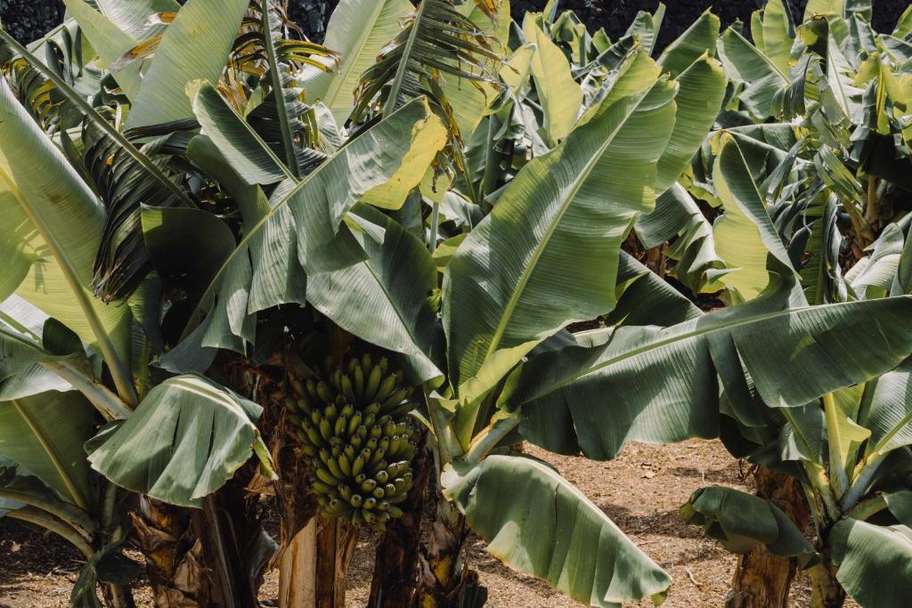 The Farm - Azores Boutique House - Resim 14