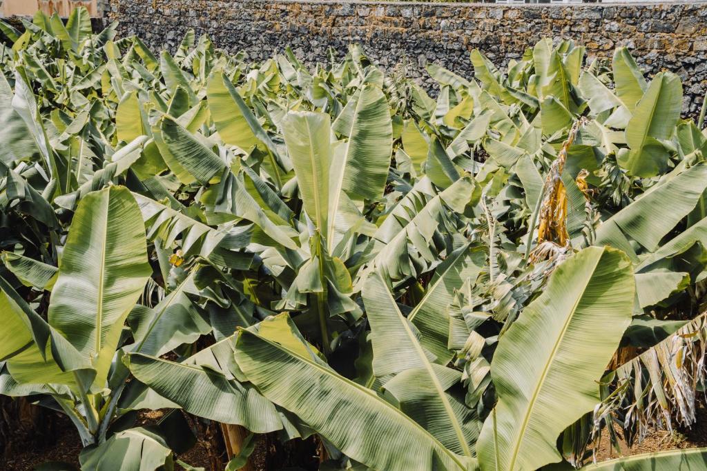 The Farm - Azores Boutique House - Resim 15