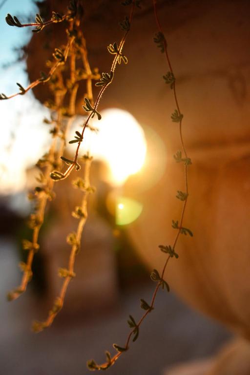 a lit up street light with a plant at Hotel Villa Margherita in Quercianella