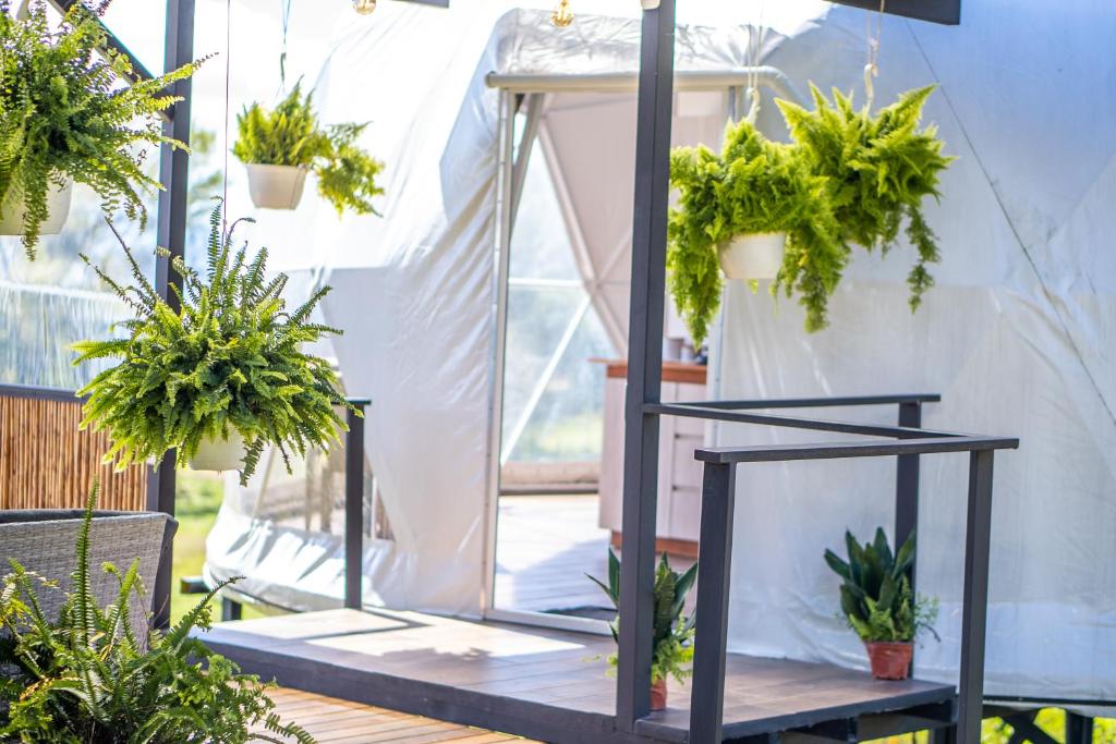 Zahrada ubytování Tocuma Glamping