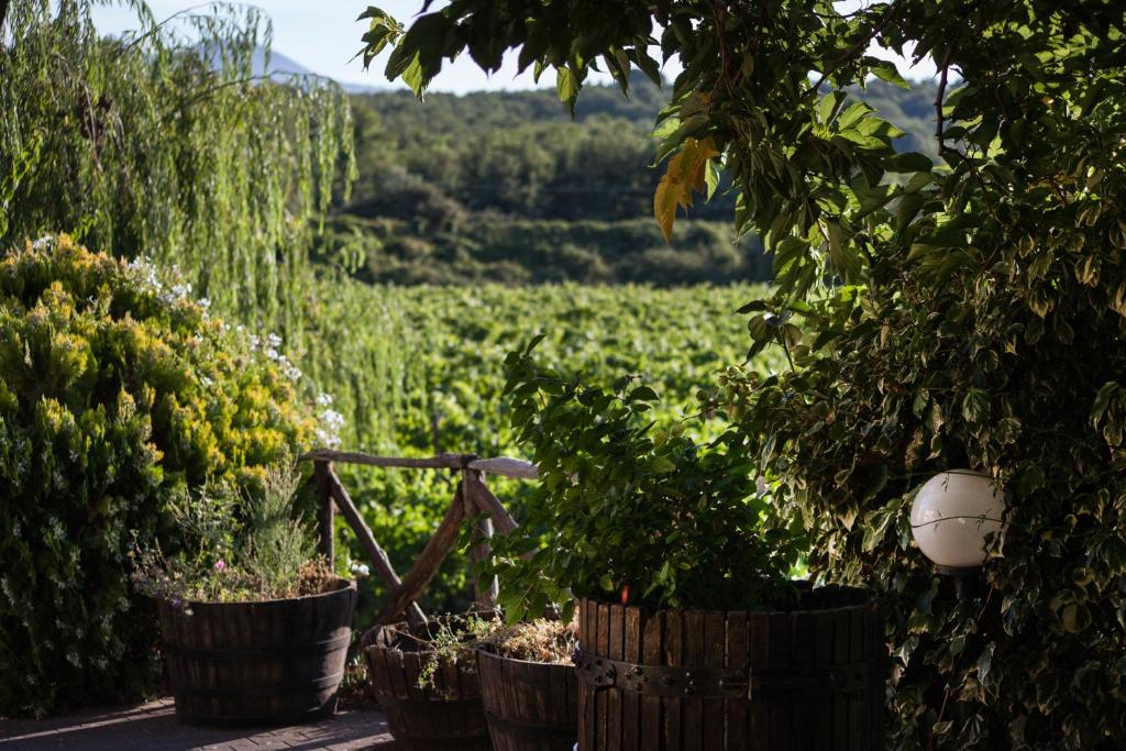 Zahrada ubytování L'Antica Vigna