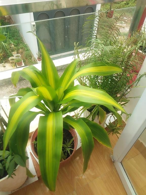 Zahrada ubytování Thủ Đức Home - Nơi nghỉ ngơi như ở nhà, ấm áp tình thân