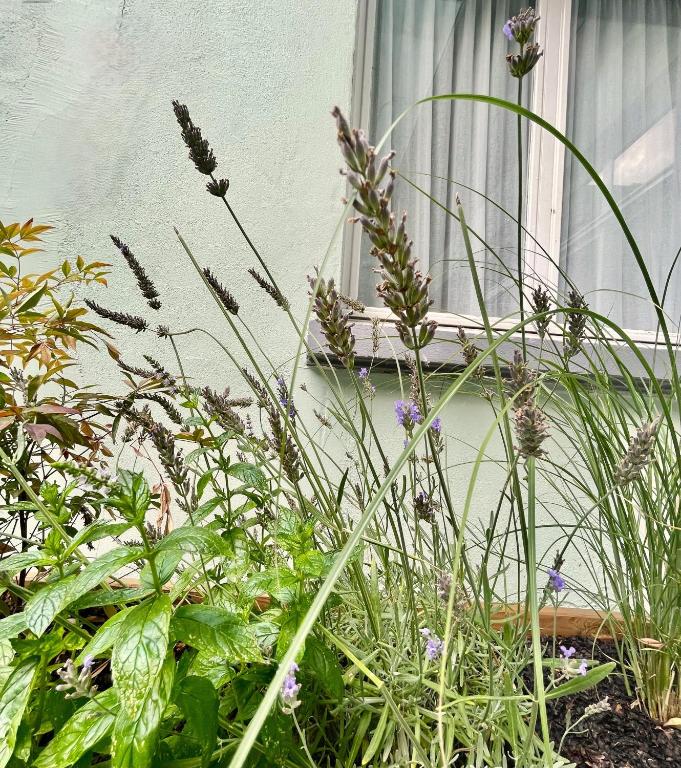 Hôtel Villa Berlioz - Resim 44