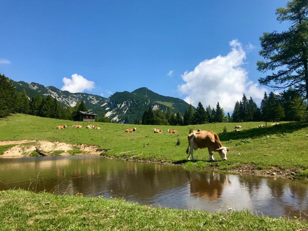 Příroda nedaleko apartmánu