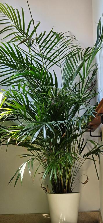 Apartamentos Los Descalzos Ángel With Private Terrace Free Parking - 10