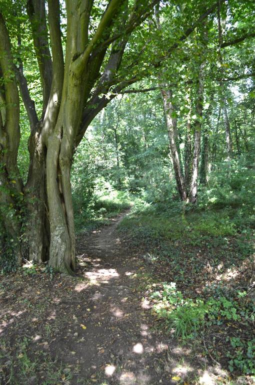 a path in a wooded area with trees at Oasis Verte in La Calamine