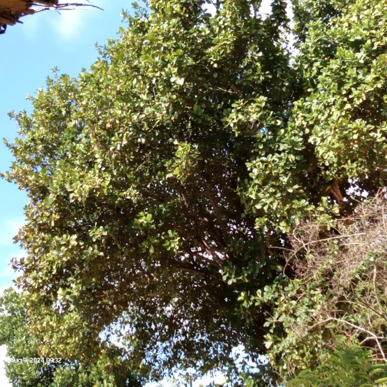 Zahrada ubytování Dillenia canopy