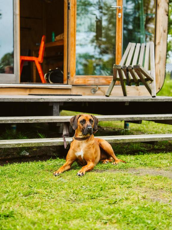 Domácí mazlíčci ubytovaní s hosty v ubytování Vakantiepark De Klepperstee