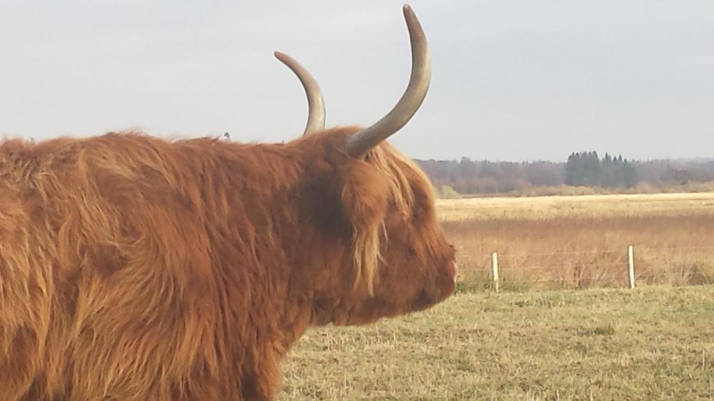 Scotland Paradise Relax by Shooting Club Kirriemuir - Housity