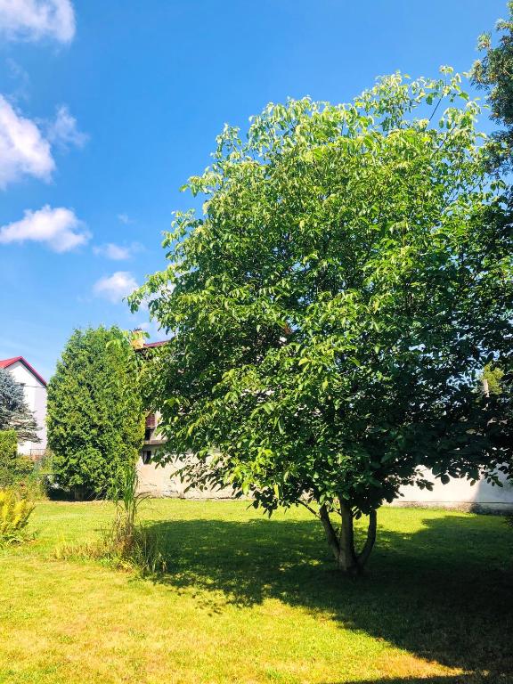 Zahrada ubytování Apartmány Zelená Hora s velkou zahradou