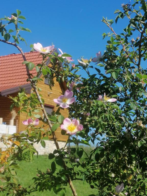 a tree with pink flowers in front of a house at Tarin zov in Kaludjerske Bare