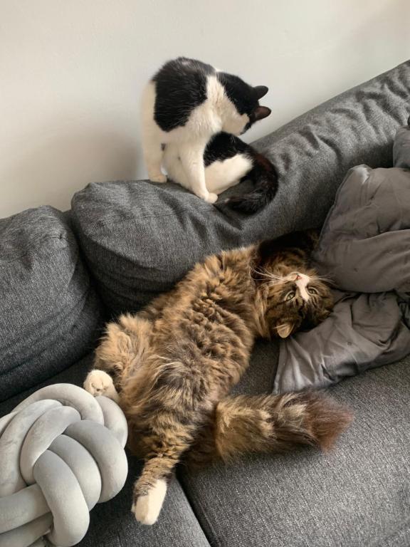 Domácí mazlíčci ubytovaní s hosty v ubytování wake up with 2 cats on your face