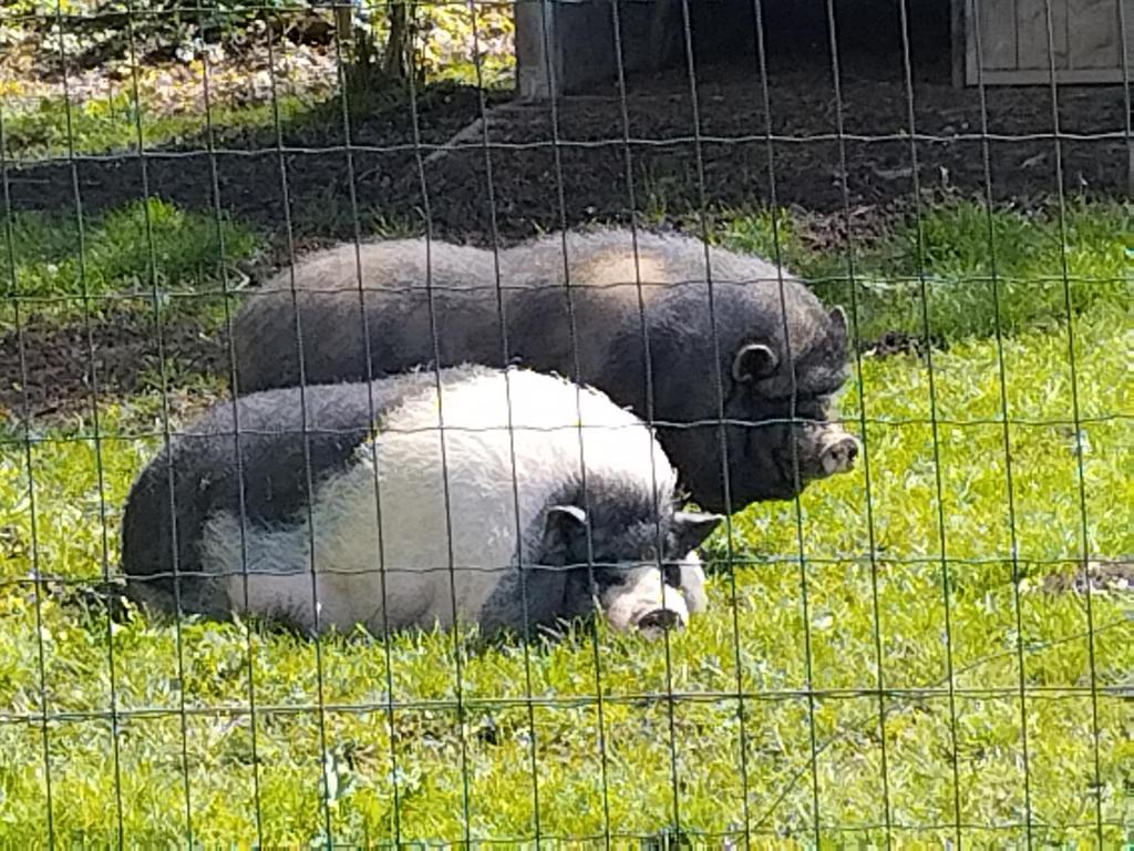 Zvieratá v dovolenkovom dome alebo blízkom okolí