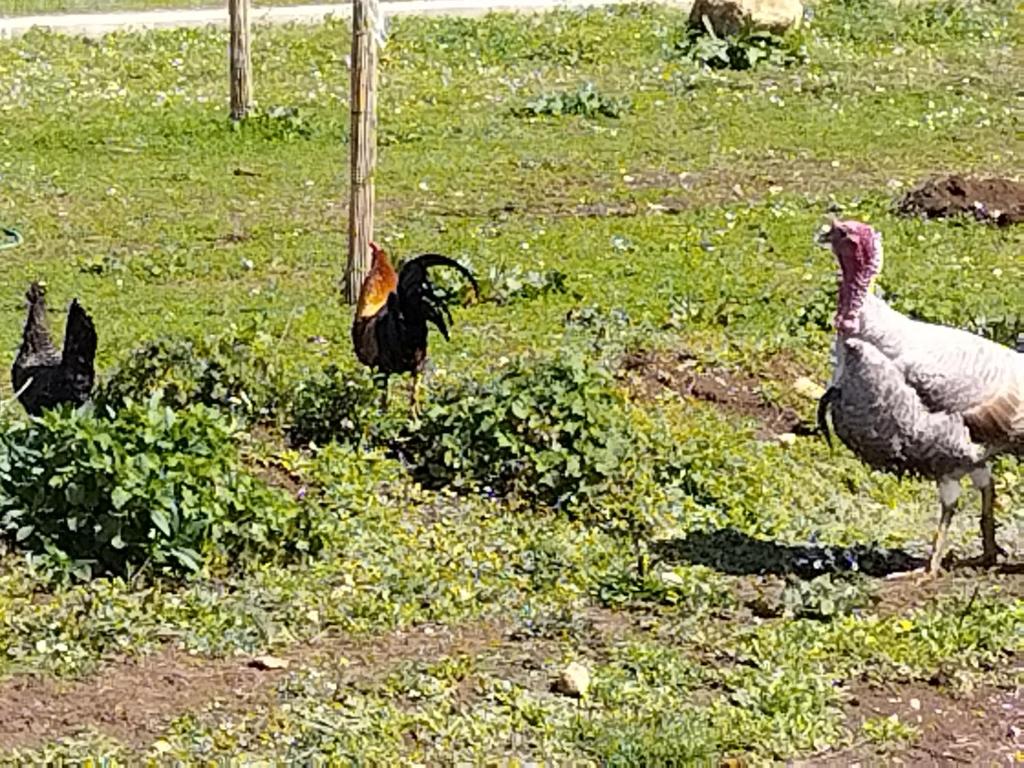 Zvieratá v dovolenkovom dome alebo blízkom okolí