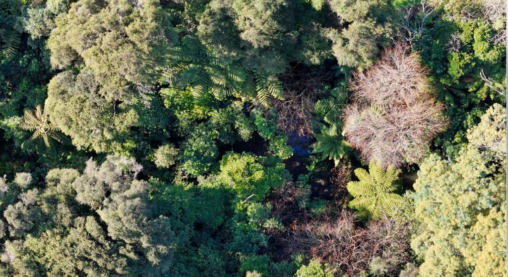 Kaitahi Lodge - Resim 22