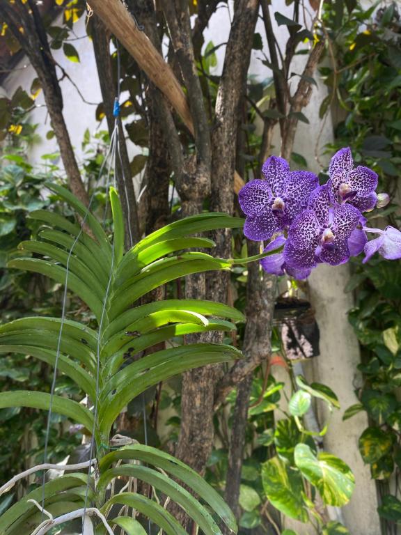 a purple flower on a tree with green leaves at Rumah Pathuk Syariah Homestay in Yogyakarta