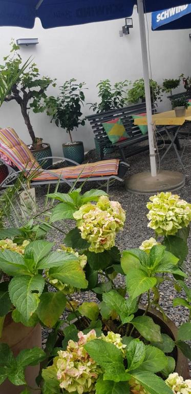 Zahrada ubytování Hotel Adriana