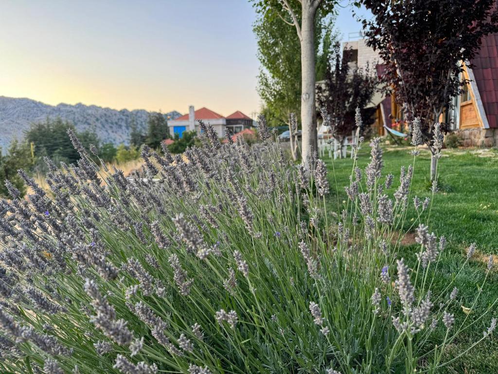 Φωτογραφία από το άλμπουμ του Le massif de laqlouq σε Al Laqlūq