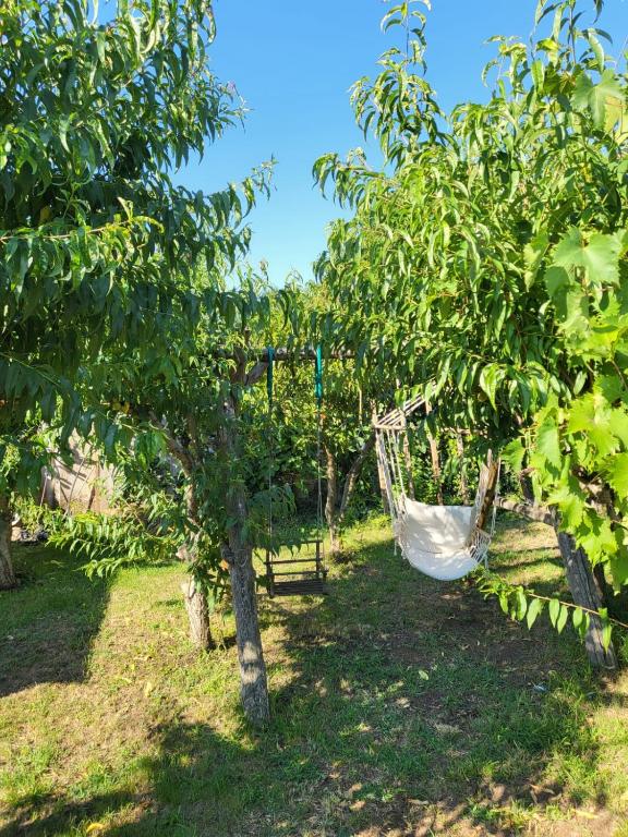 a hammock hanging from a tree in an orchard at Vila Hipo in Venus