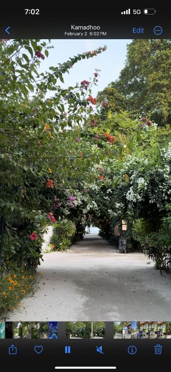 Zahrada ubytování ODI KAMADHOO