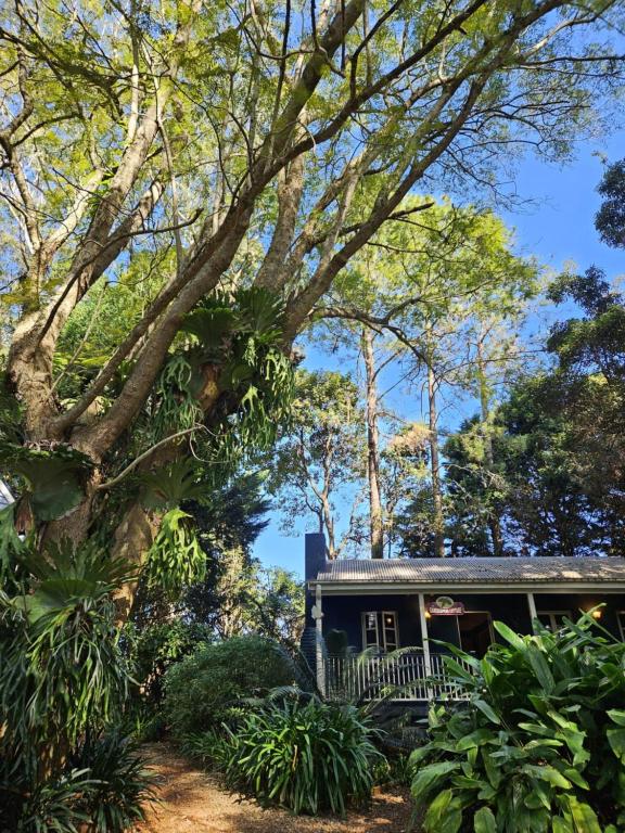 a house with a large tree in front of it at The Gamekeepers Spa Cottage in Tamborine Mountain in Mount Tamborine