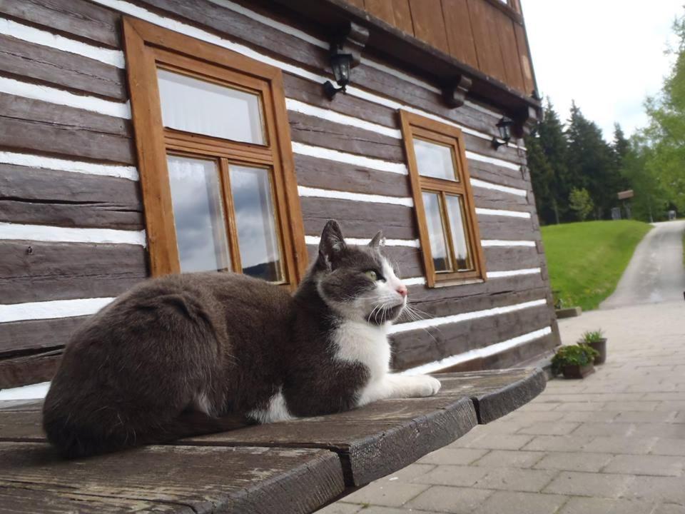 Domácí mazlíčci ubytovaní s hosty v ubytování Horská chata Amor