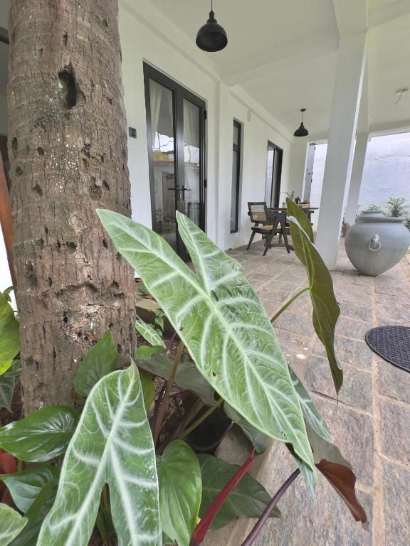 Zahrada ubytování Villa Vikasa Colombo