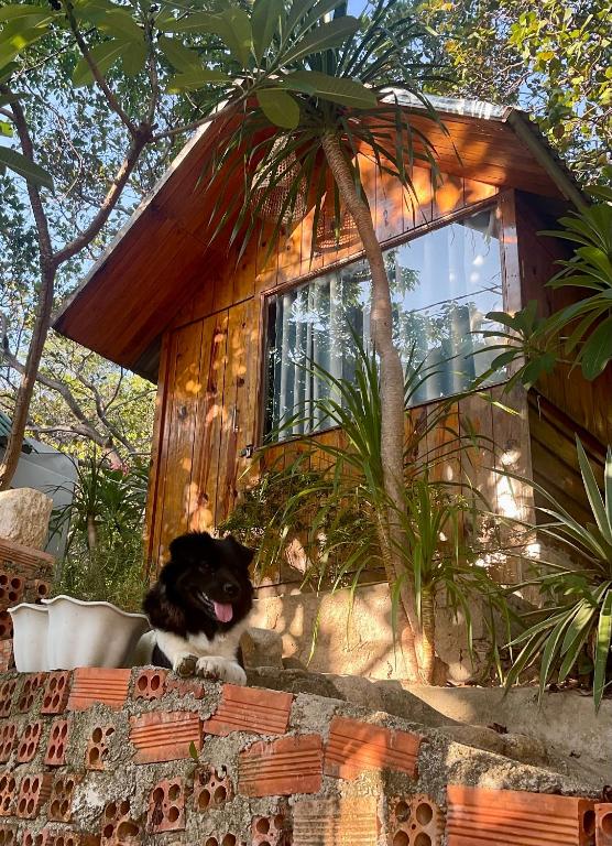 Domácí mazlíčci ubytovaní s hosty v ubytování Mèo Home - Bụi Homestay