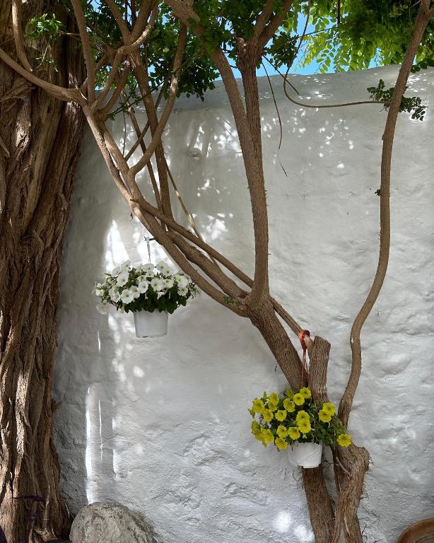 two potted plants on a white wall next to a tree at Hotel Miranda in Hydra