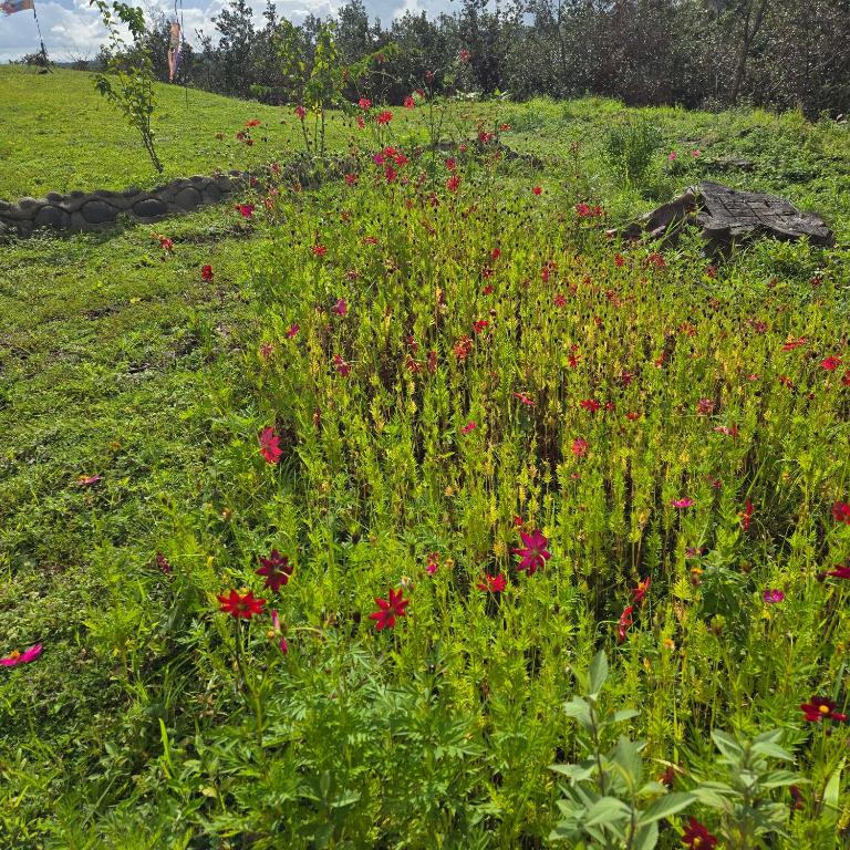 Zahrada ubytování Hacienda en Los Volcanes