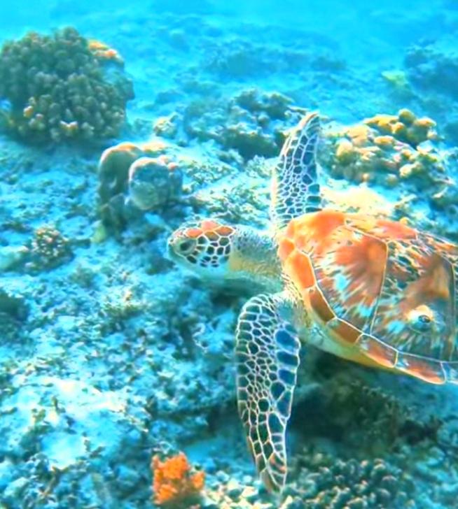 Sea Breeze Villas - Gili Air, Lombok - 18