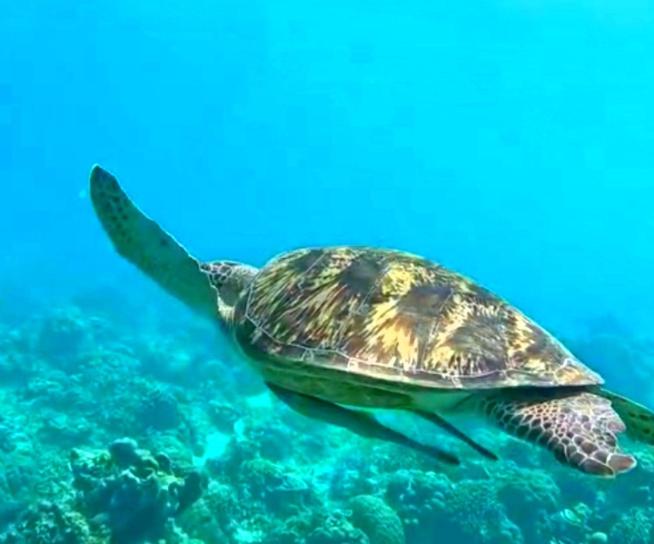 Sea Breeze Villas - Gili Air, Lombok - 19