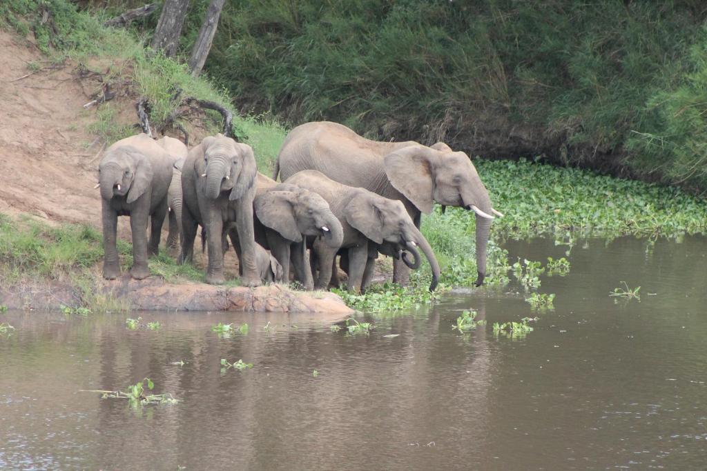 Simbini Sunset Cottage في ماليلين: قطيع من الأفيال يقف بجانب تجمع الماء