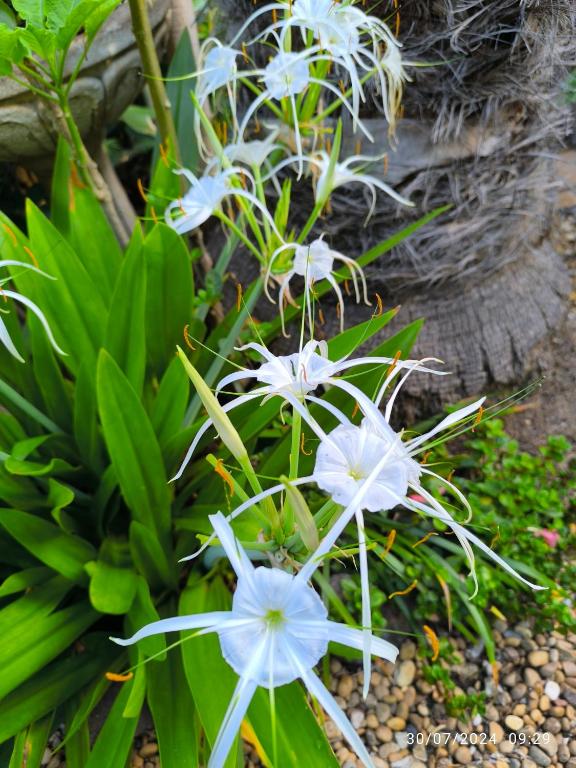 Zahrada ubytování Casa Flora Garden Studio (Gite)