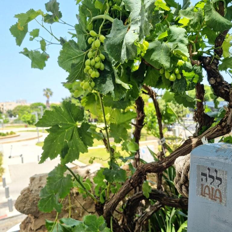 Zahrada ubytování Tel-Aviv LALA Boutique Hotel