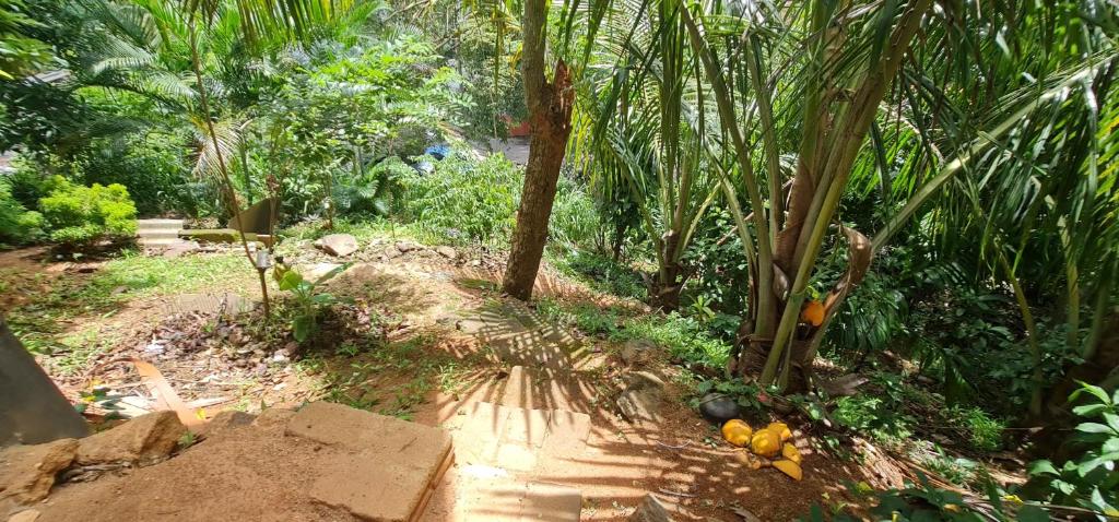 Zahrada ubytování Wagi Villa & Hostel " Free pickup from kandy"