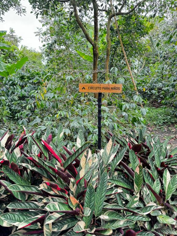 Zahrada ubytování Hotel La Palma y El Tucán - Café y Naturaleza