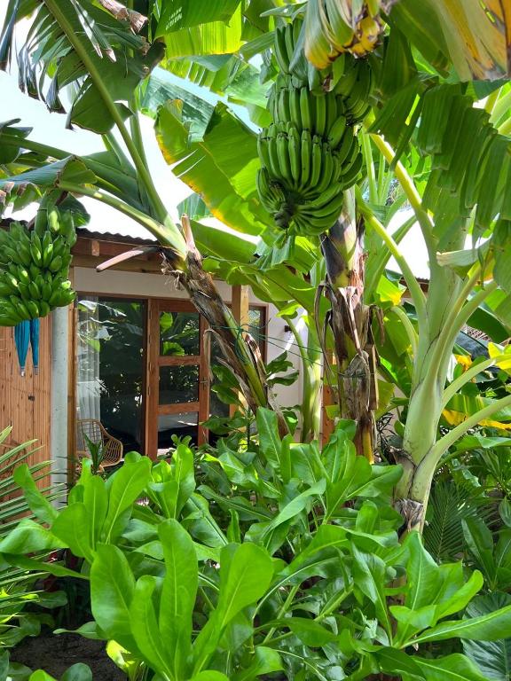 Zahrada ubytování Seaside Dhigurah