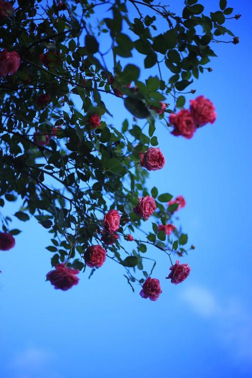 Sapa Jungle Homestay - 4