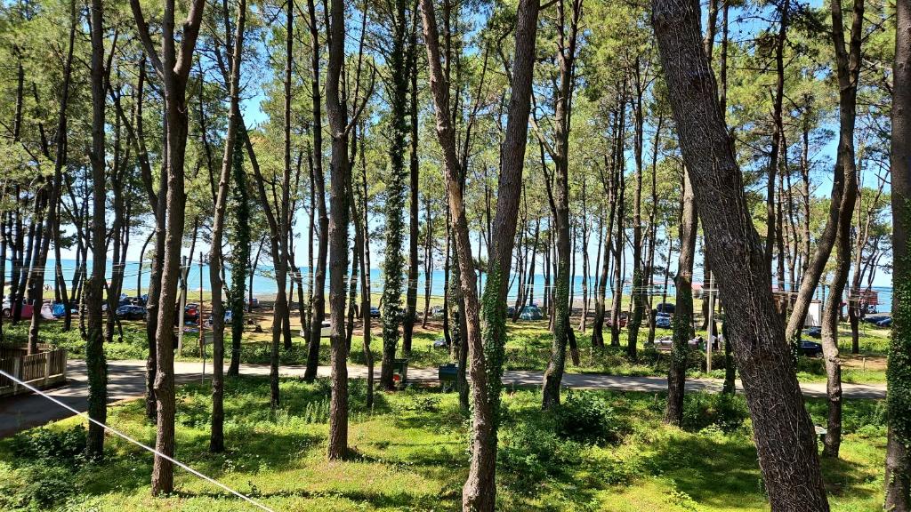a group of trees in a park with a road at Leto by Sveta in Ureki
