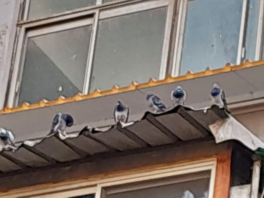 Fotografie z fotogalerie ubytování The Nest, Zamalek v Káhiře