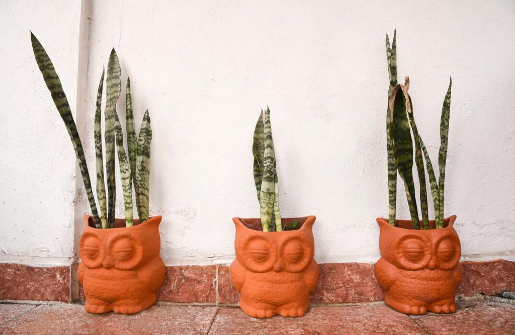 Fotografie z fotogalerie ubytování Xochi Calli v destinaci Nogales