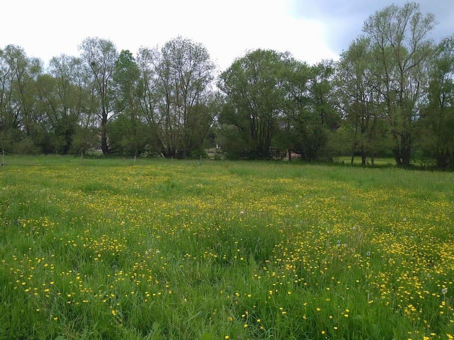 un campo lleno de flores amarillas en un campo en cosy, zen, télétravail cool, en Ville-sur-Yron