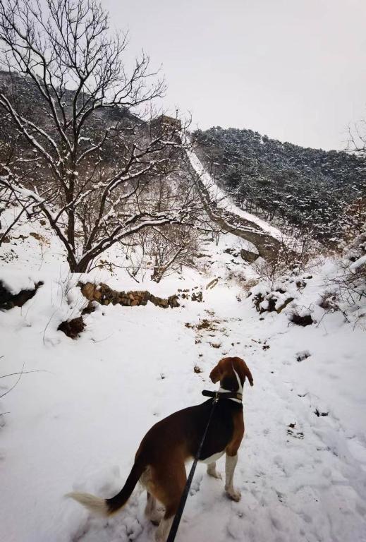 Domácí mazlíčci ubytovaní s hosty v ubytování Beijing Wuji Inn - The Great Wall of China Huanghuacheng