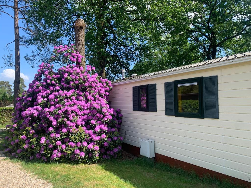 Zahrada ubytování Sunnychalet