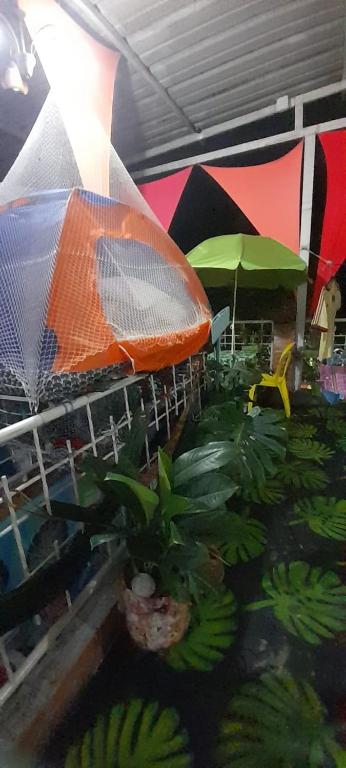 Zahrada ubytování MANOA "Lugar de descanso" HABITACION CON VISTA A LA CIUDAD, FRESCO Y VENTILADO
