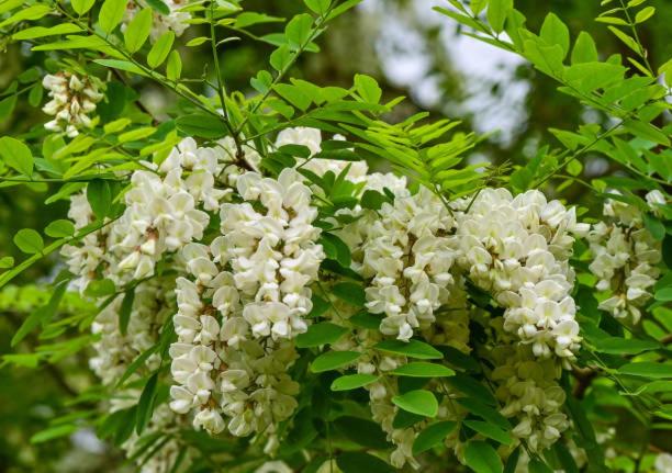 a bunch of white flowers on a tree at BARDI AL RIOLO Robinia Apt in Bardi