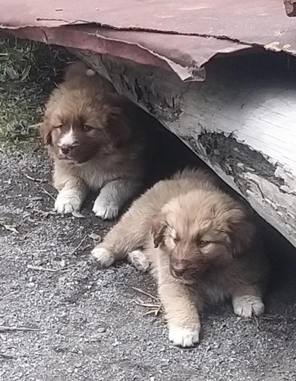 Domácí mazlíčci ubytovaní s hosty v ubytování Emotion Kazbegi