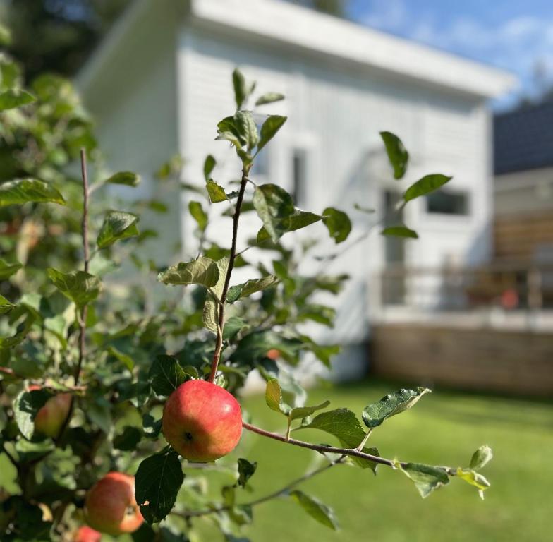 Zahrada ubytování Lilla huset Bed & Breakfast - countryside guesthouse, free parking