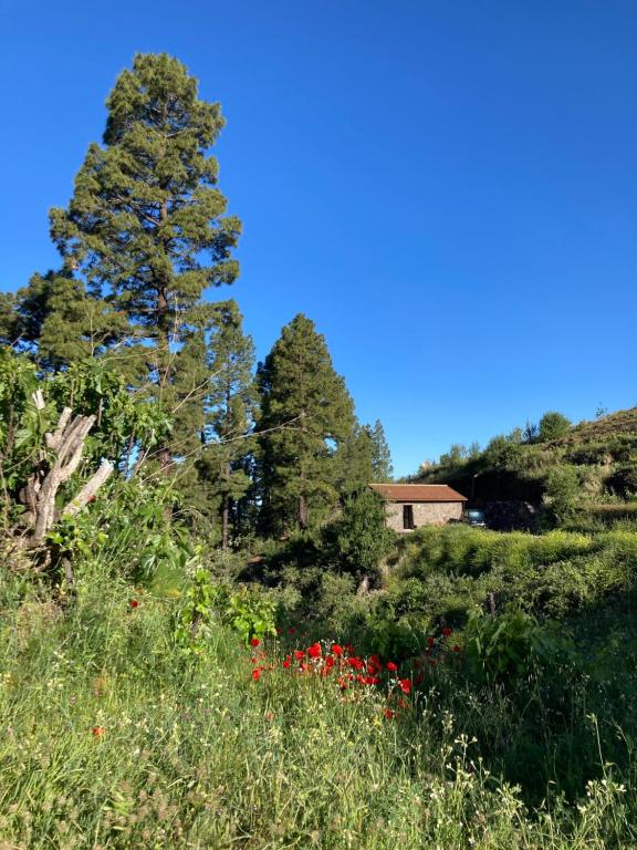 a tree in the middle of a field of flowers at Bodega Linda in Puntagorda